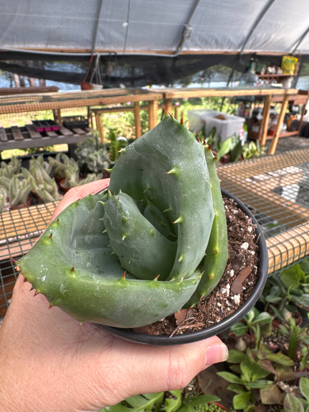 4" Aloe Marlothii