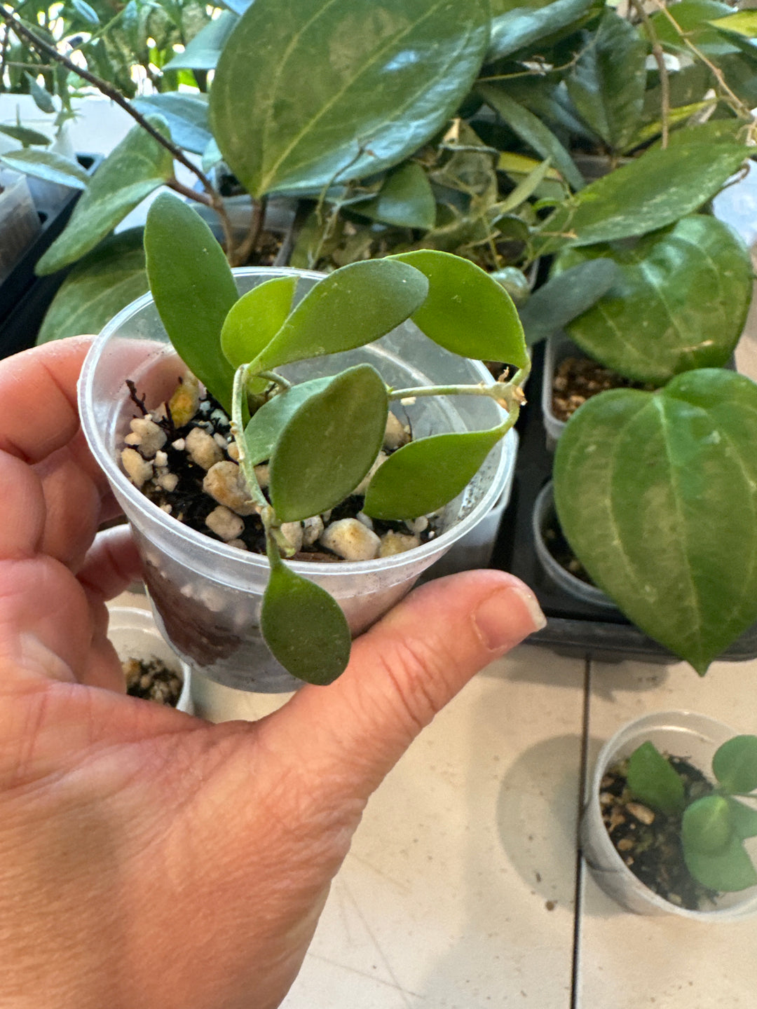 Hoya Suwanna Gems
