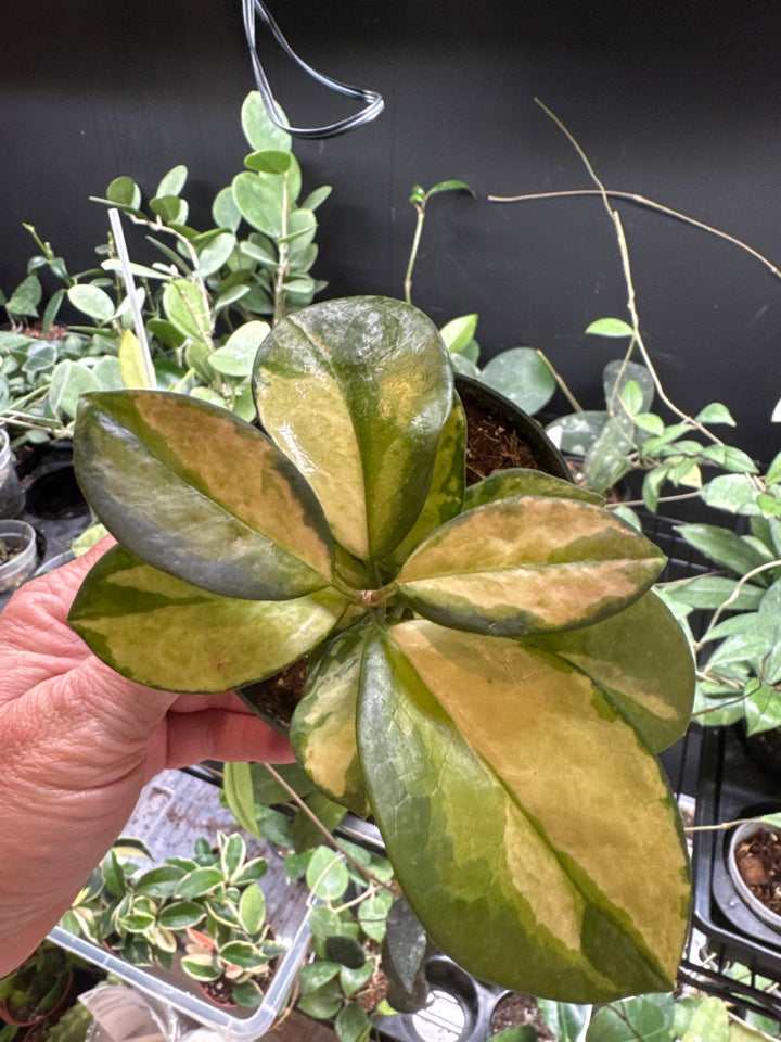 Hoya Australis Lisa