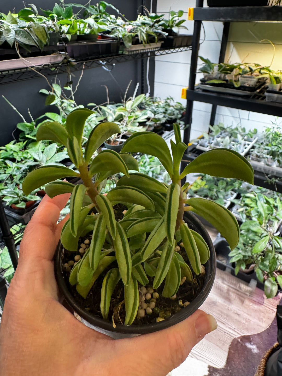 Peperomia Fire Sparks 4” Taco