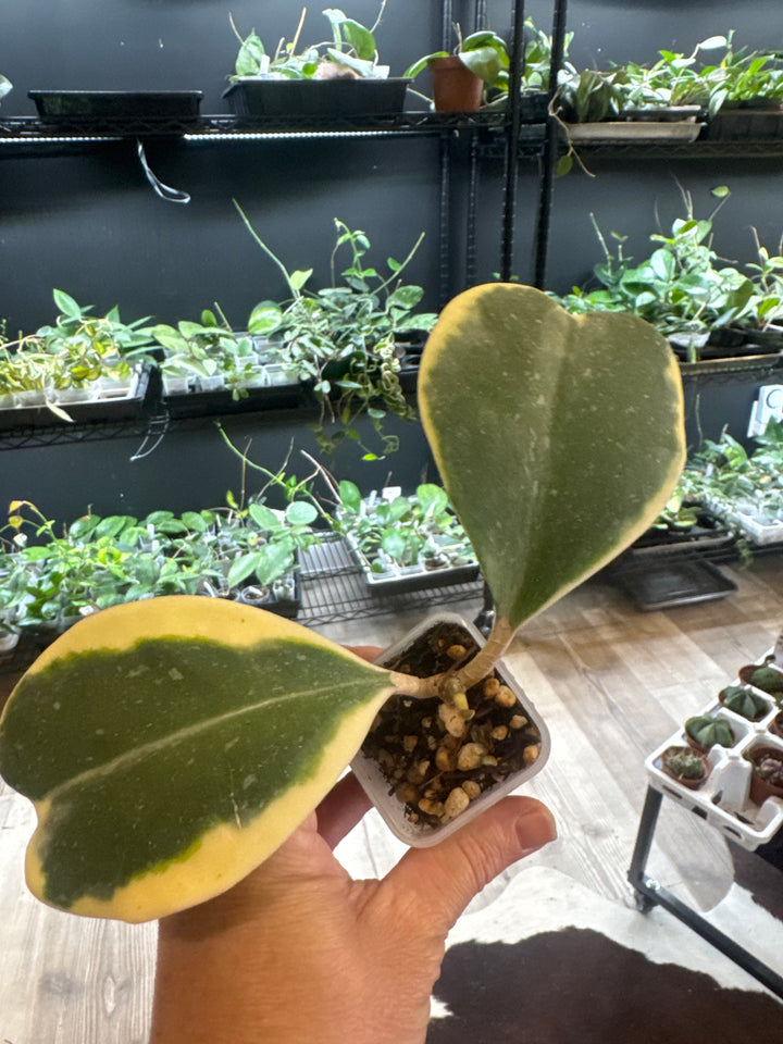 Hoya Kerrii Albo