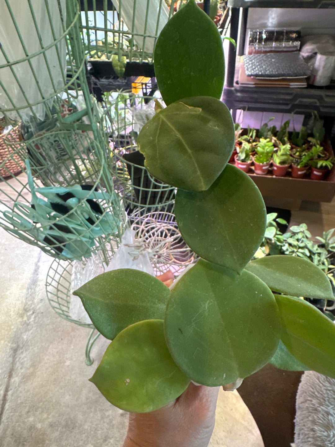 Hoya Patchyclada