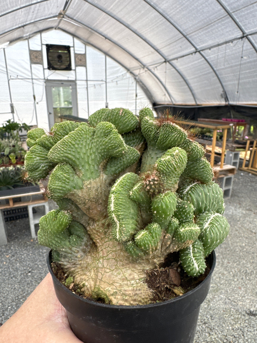 4" Coral Cactus