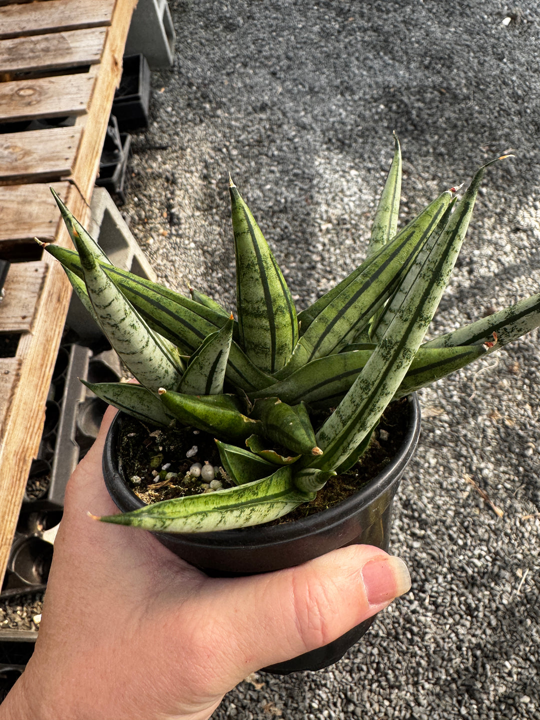 Sanseveria Fat Man