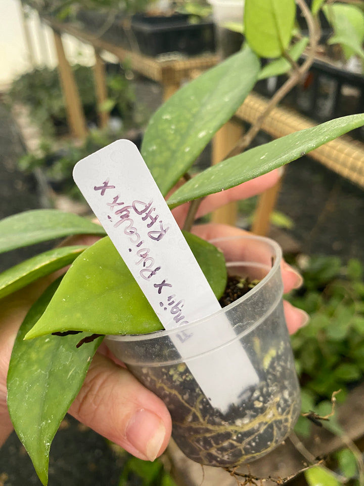 Hoya Fungii x Pubicalyx x RHP