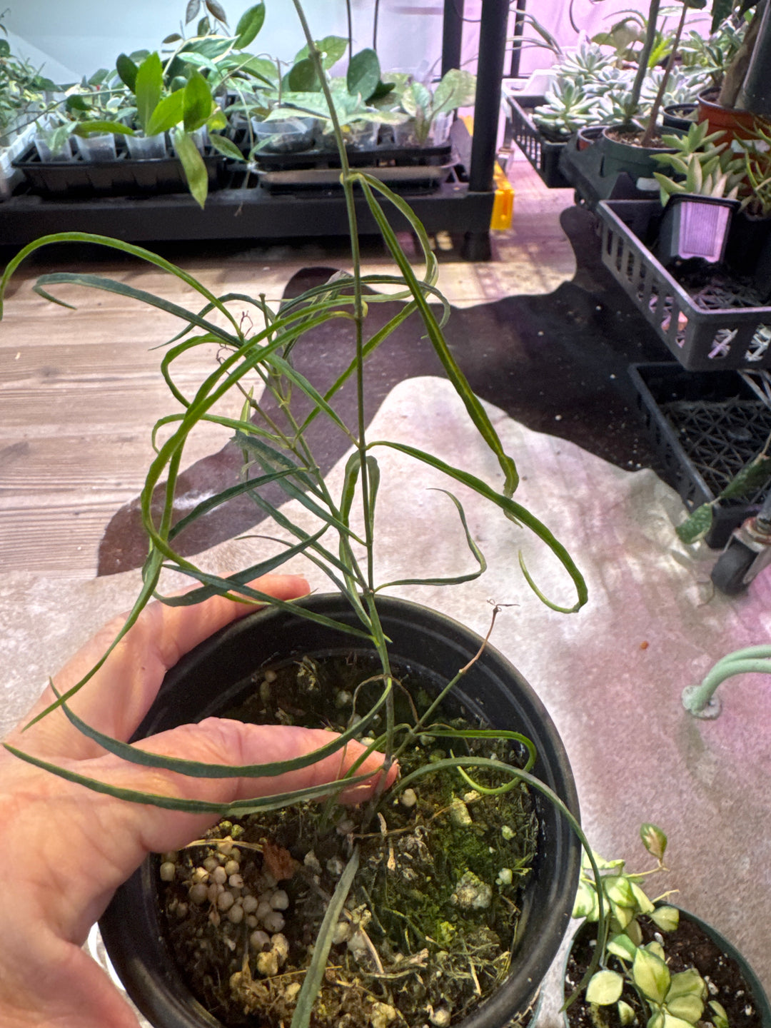 Stenophylla