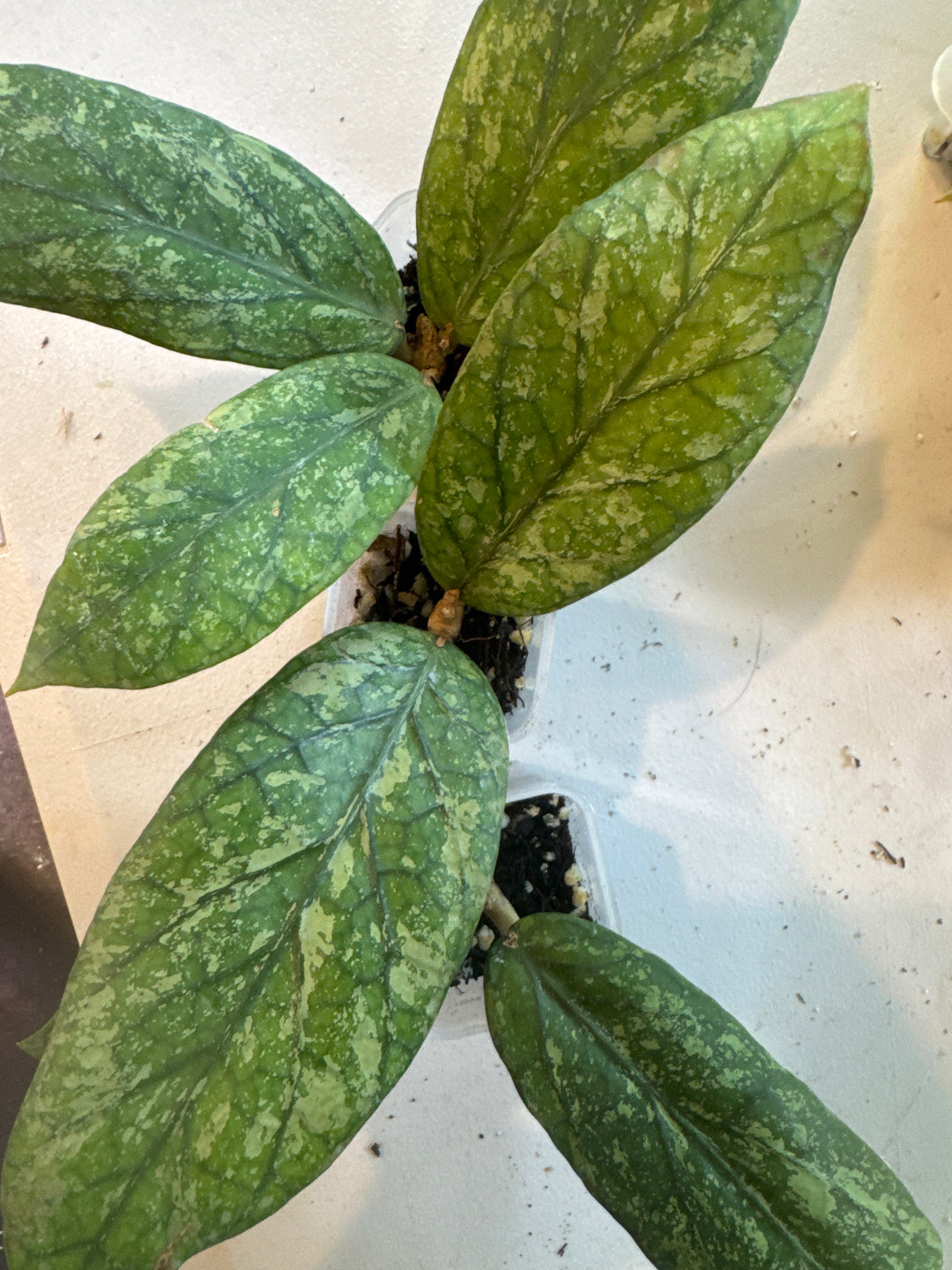 Hoya Meredithii Kapi Bur
