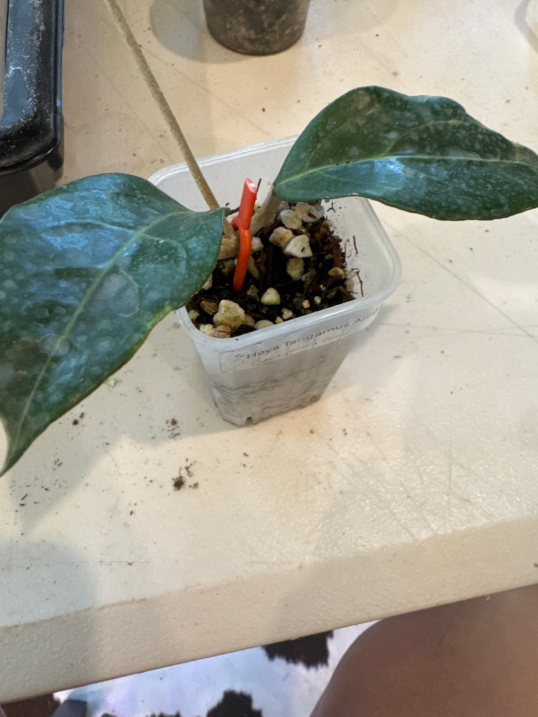 Hoya Tanggamus Albo