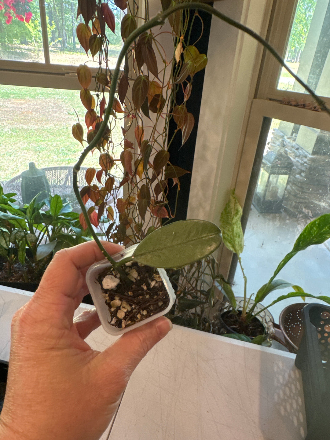 Hoya Griffithii Silver