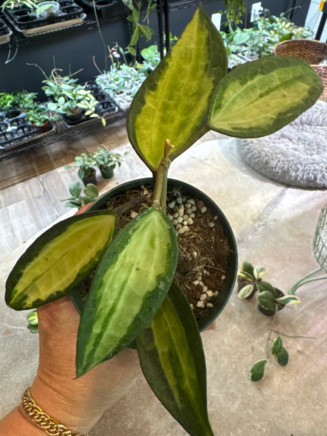 Latifolia Pot of Gold