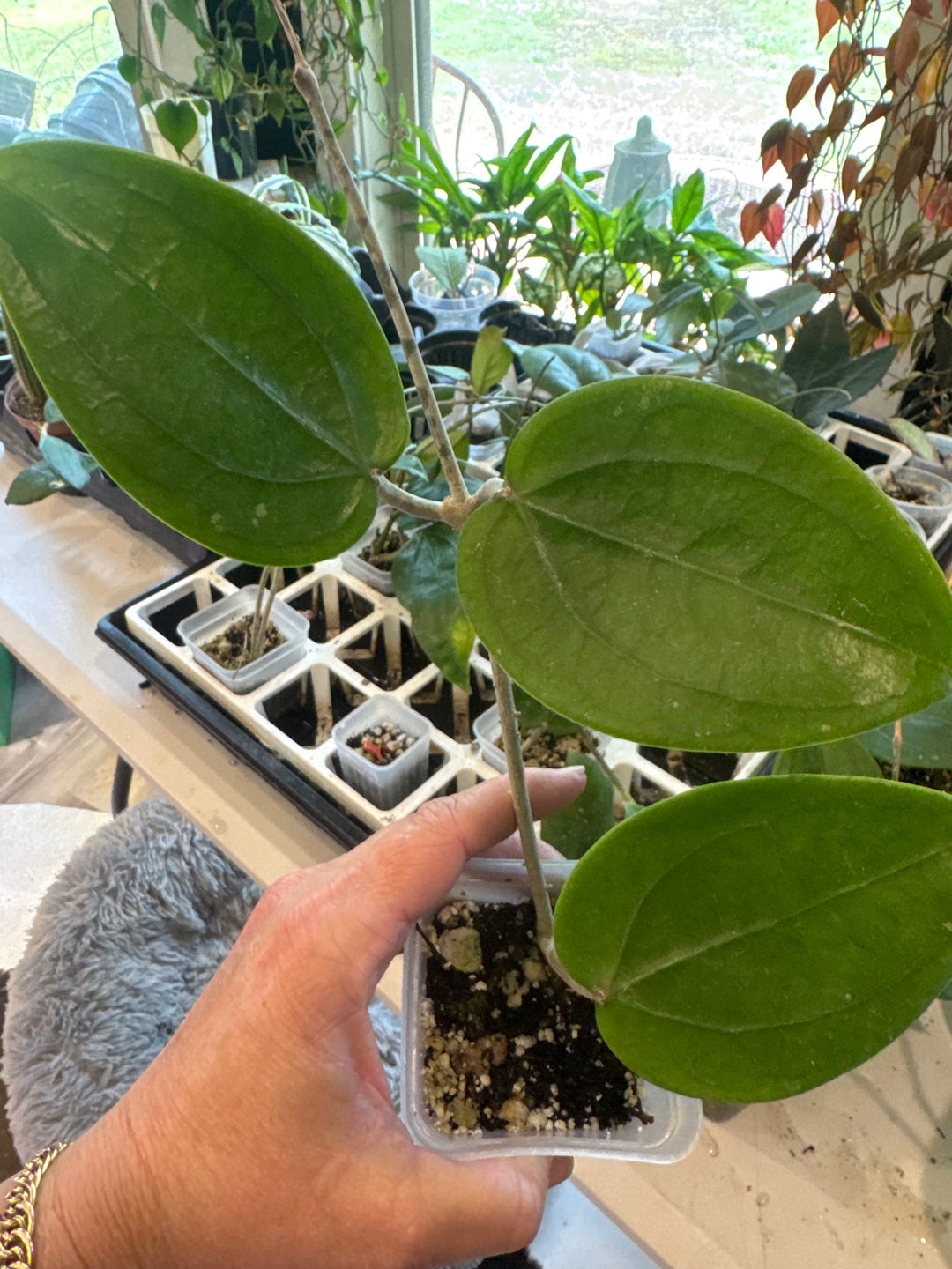Hoya Rigida SF