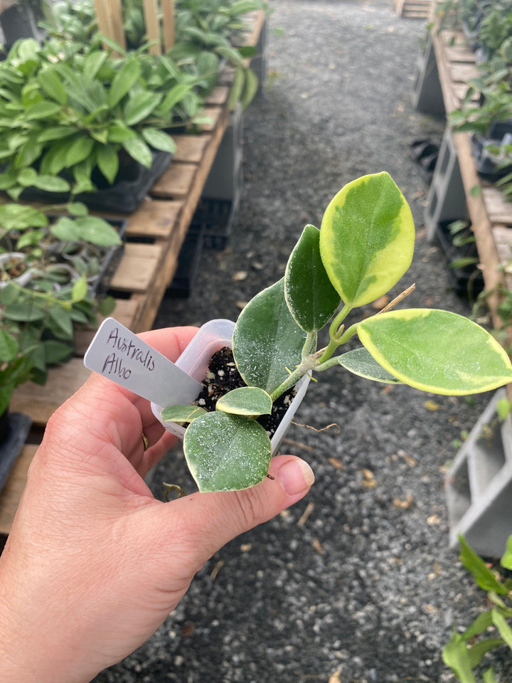 Hoya Australis Albo