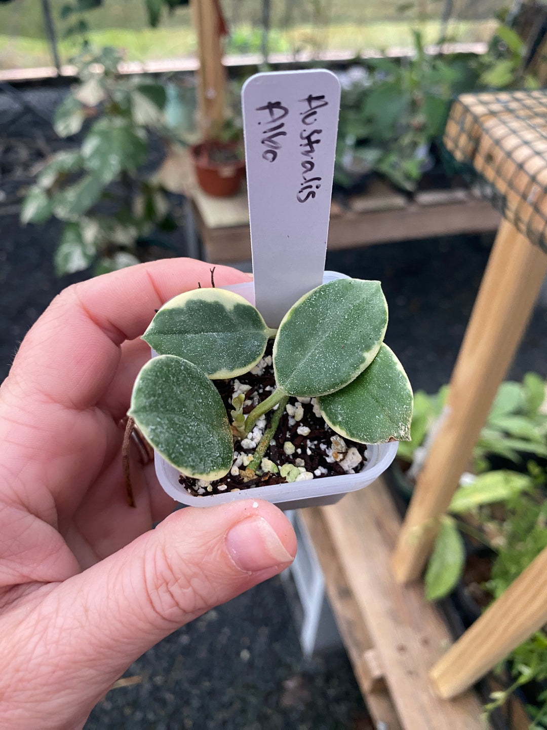 Hoya Australis Albo