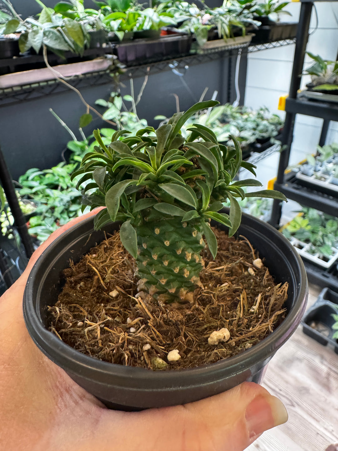 Euphorbia Pineapple
