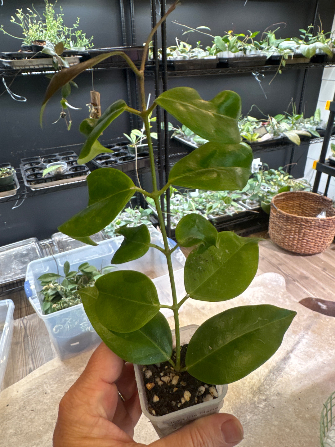 Hoya Iris Marie