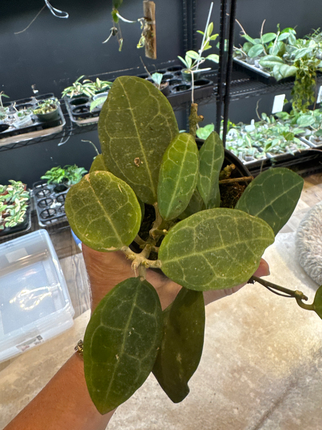 Hoya Elliptica Thai Clone