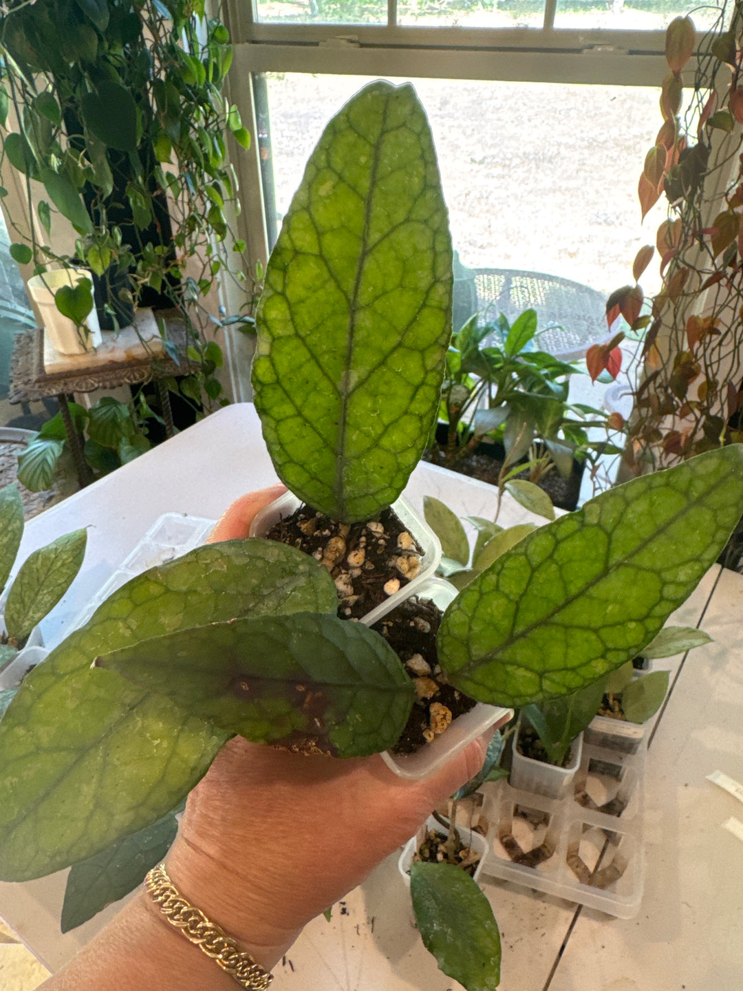 Hoya Aceh Takengon