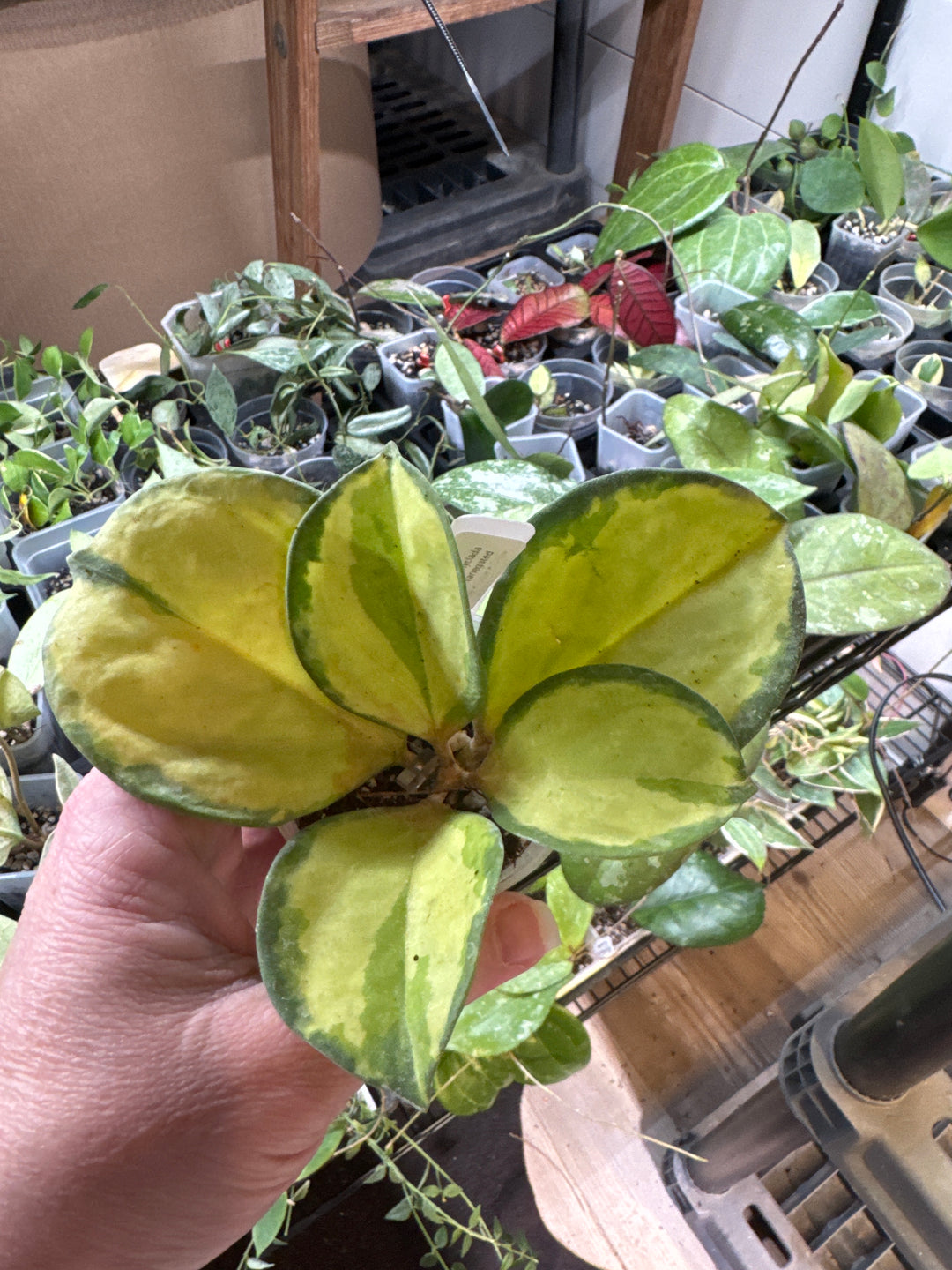 Patchyclada Inner Variegated