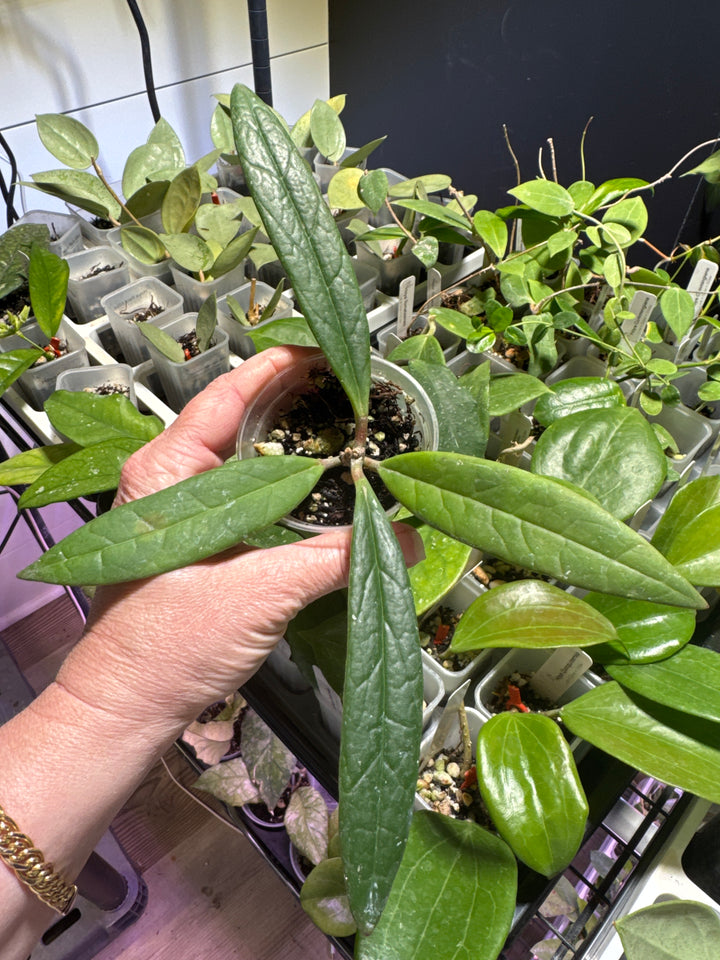 Hoya Sulawesiana