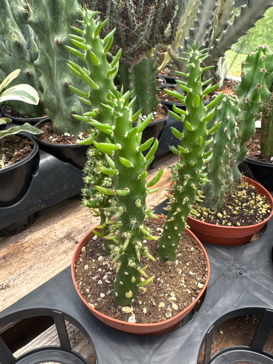 Eve’s Needle Cactus