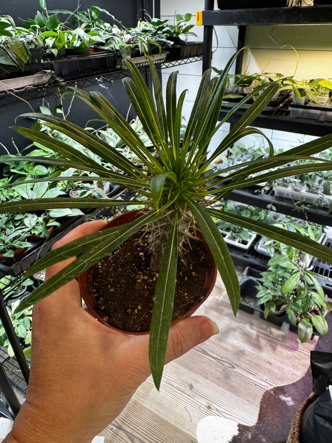 Madagascar Palm