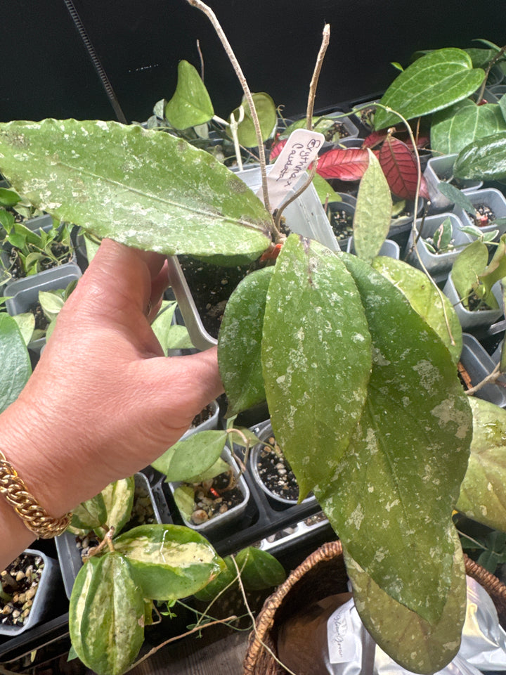 Hoya Erythrina x Caudata