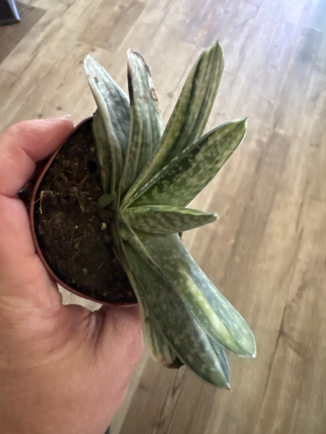 3" Gasteria Variegated
