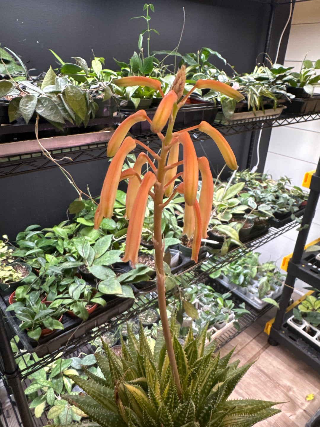 Variegated Aristata Aloe