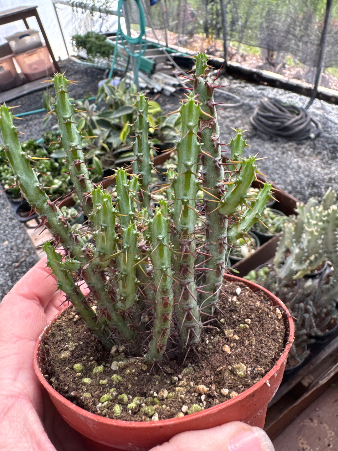 Blue Pencil Cactus
