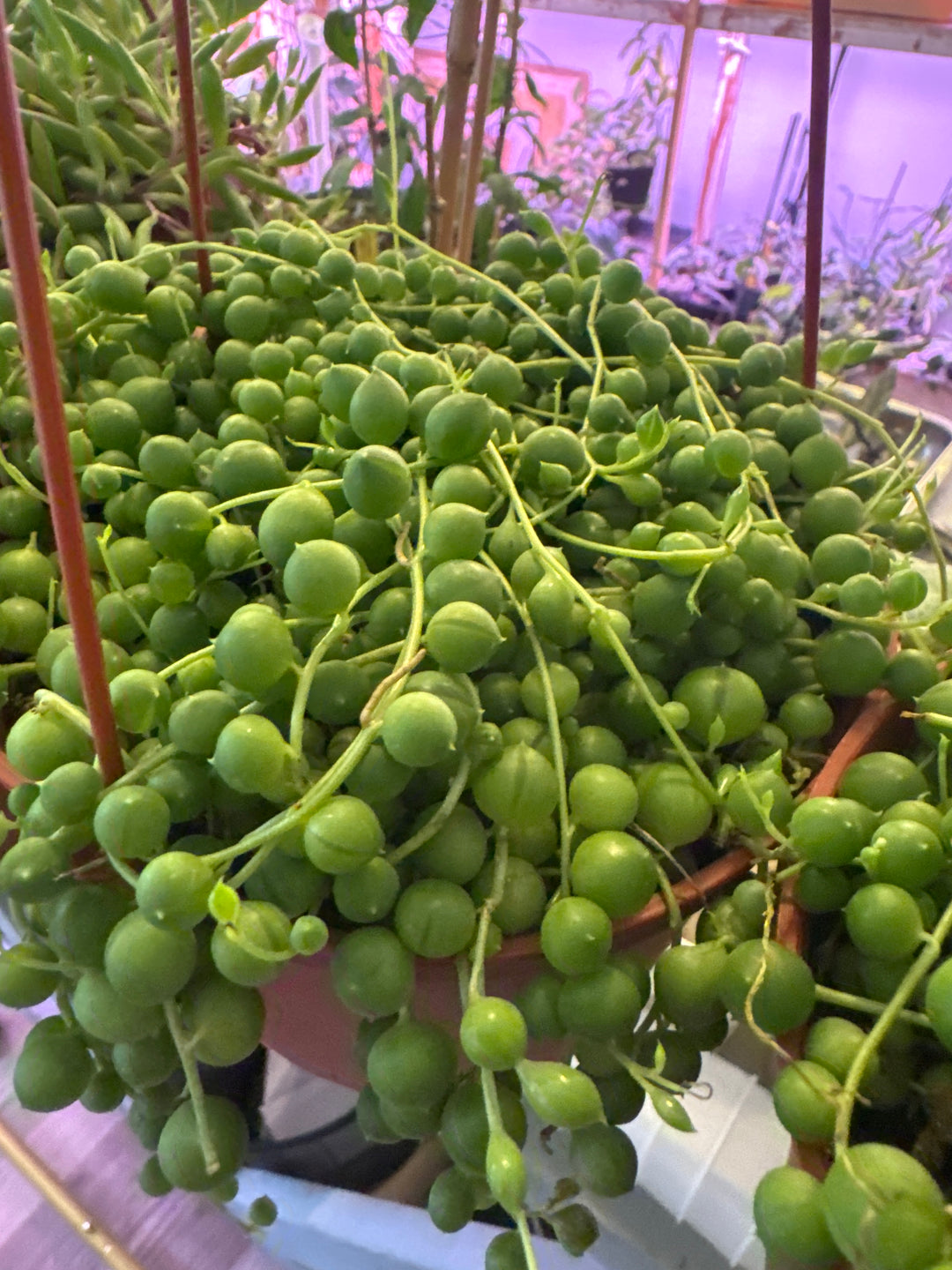 String of Pearls 6”