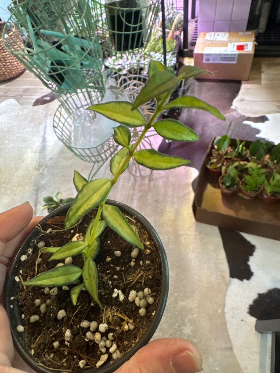 Hoya Bella Luis Bois
