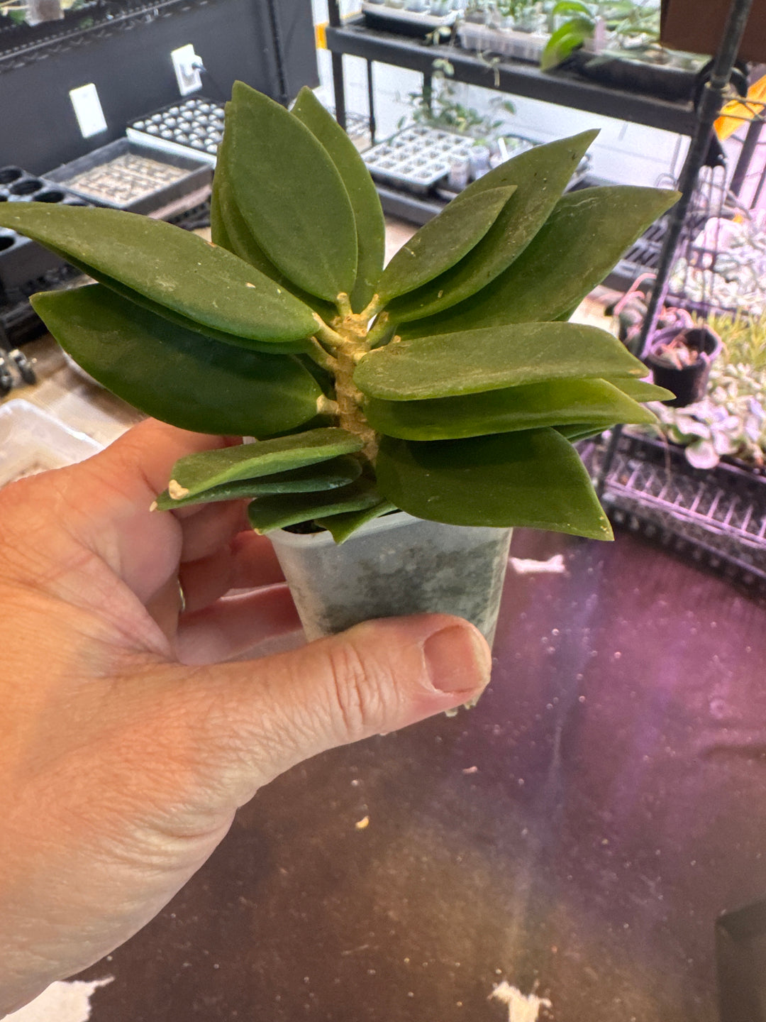 Hoya Patchyclada Snow Lotus