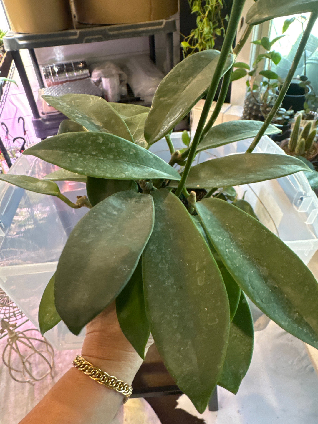 Hoya Meliflua