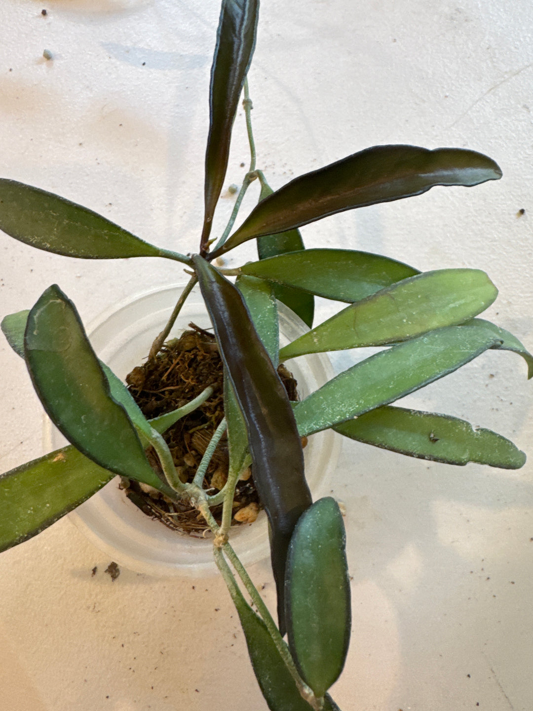 Hoya Wayettii