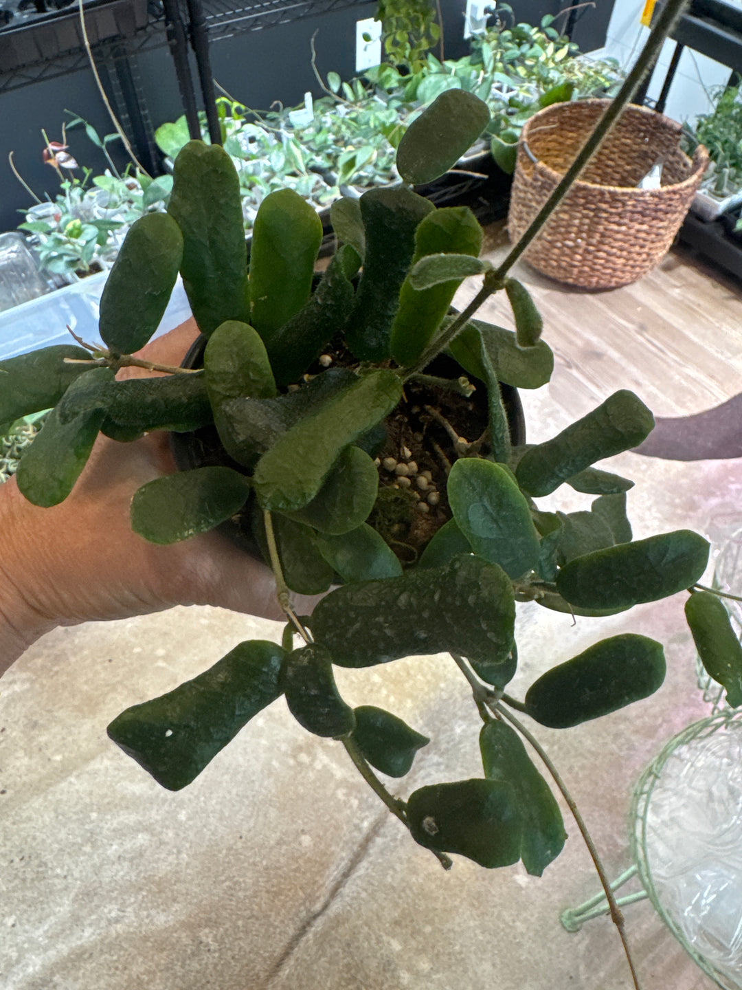 Hoya Rotundifolia