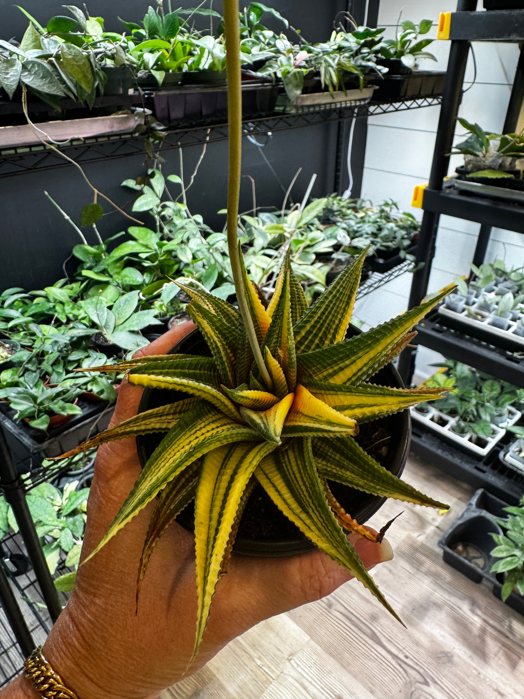 Variegated Haworthia Limifolia
