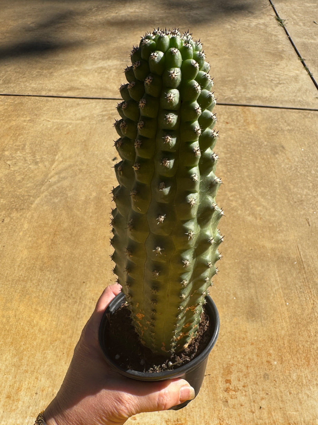 Indian Comb Cactus ( Trichocereus Brevispinulosu)