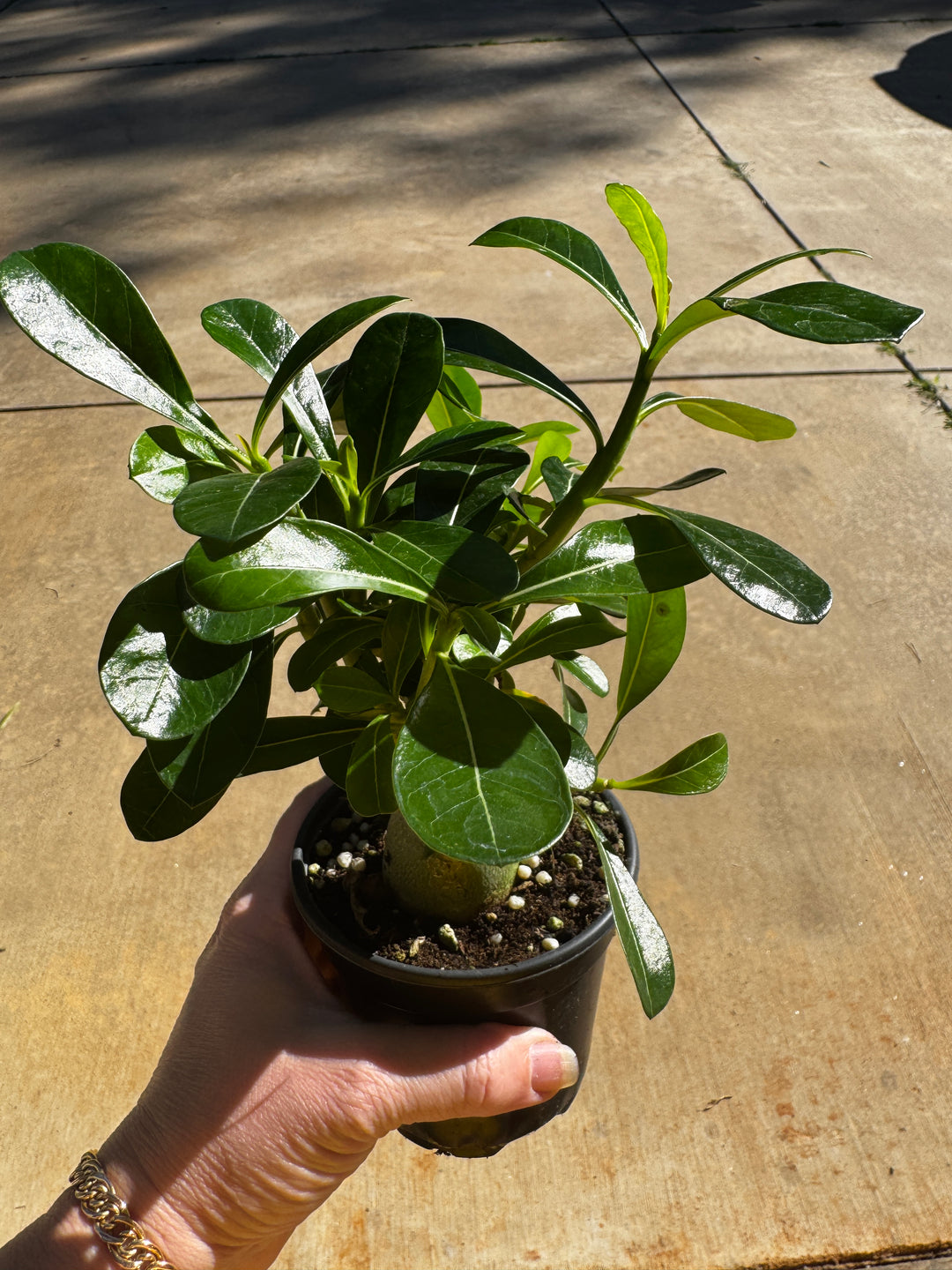 Desert Rose