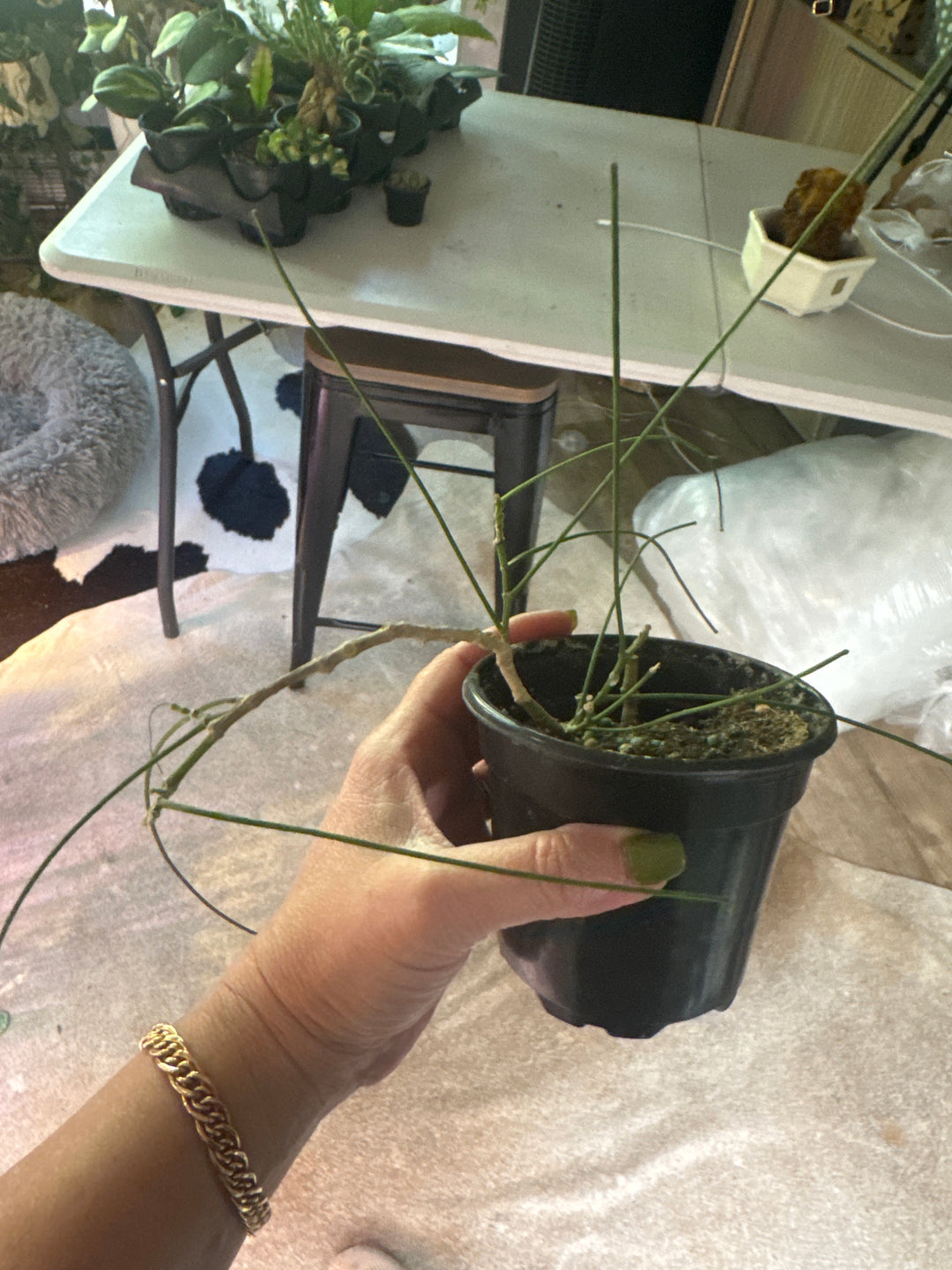 Hoya Spartiodes