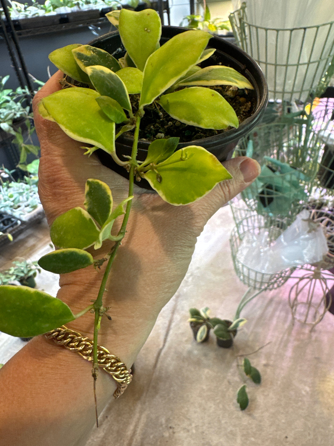 Heushkeliana Albomarginata