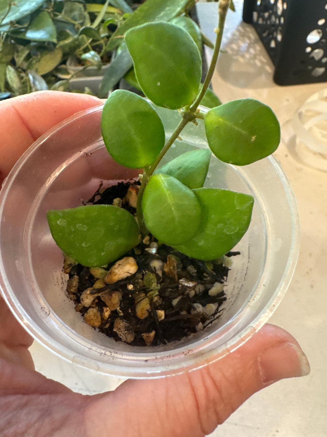 Hoya Heushkeliana New Moon