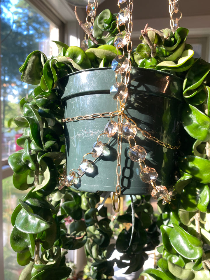 Exclusive Champagne Glow Plant Hanger – A Collab with Airblush Co. x LiveGlowGrow