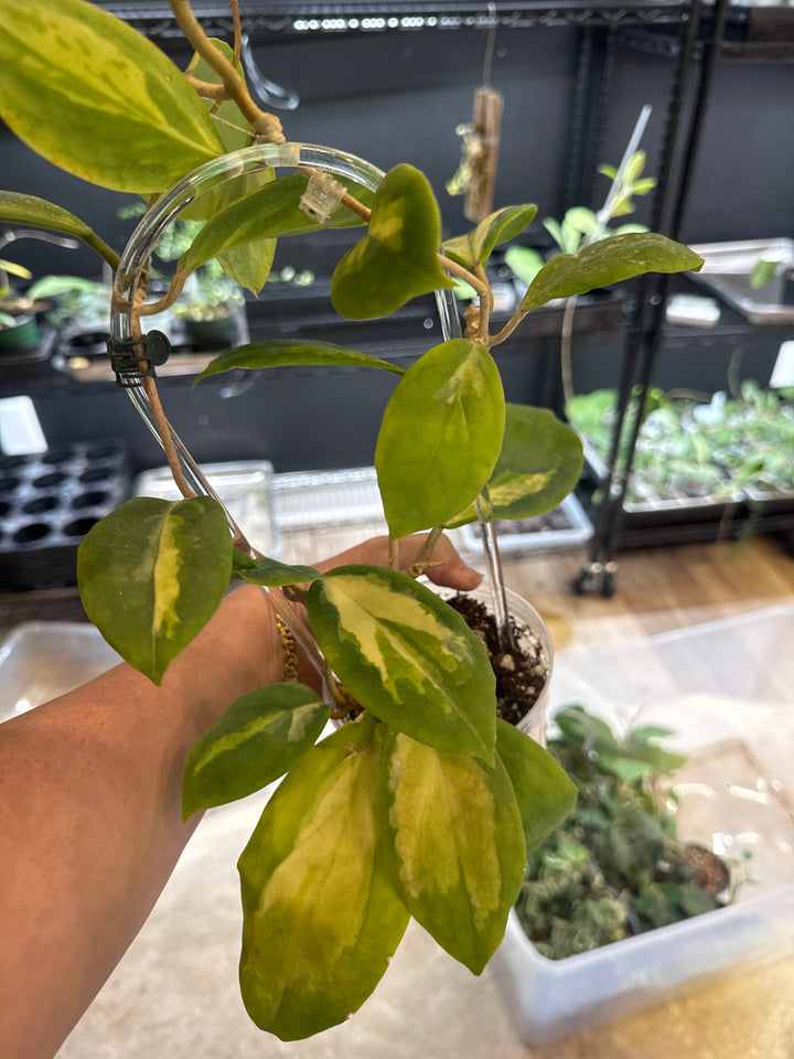 Hoya Incrassata Moonshadow