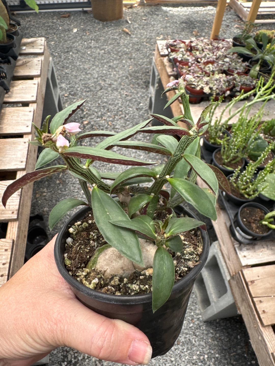 Euphorbia Red Monadenium