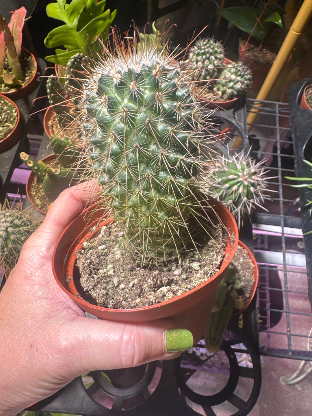 4” desert cactus