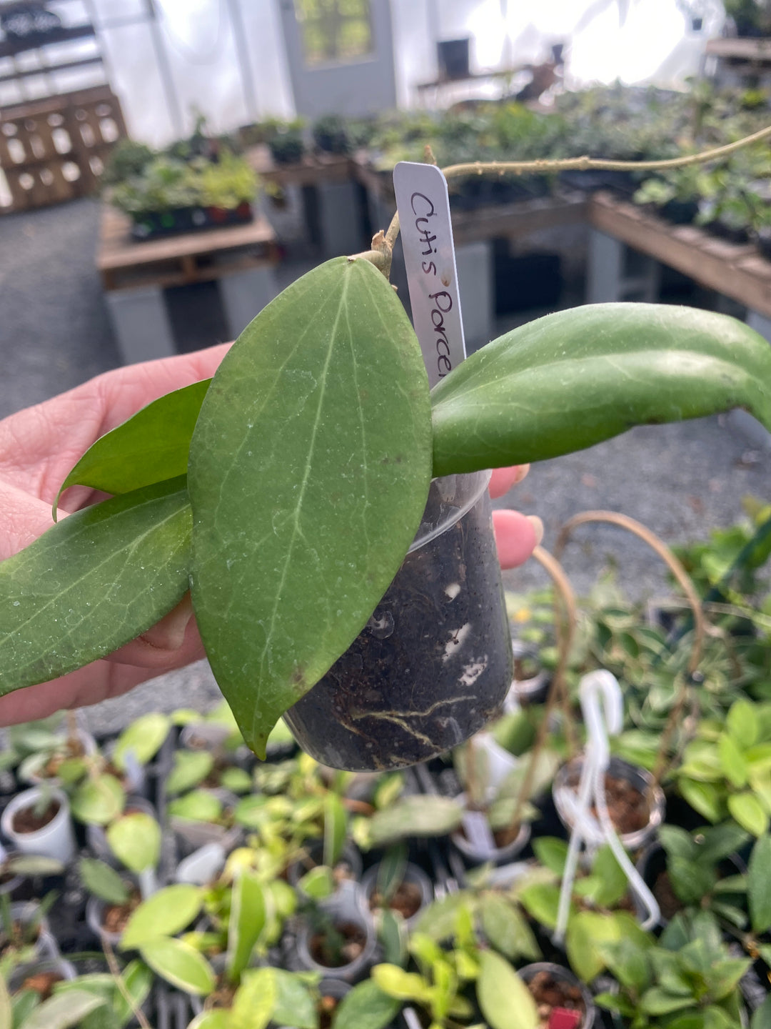 Hoya Cutis Porcelaina