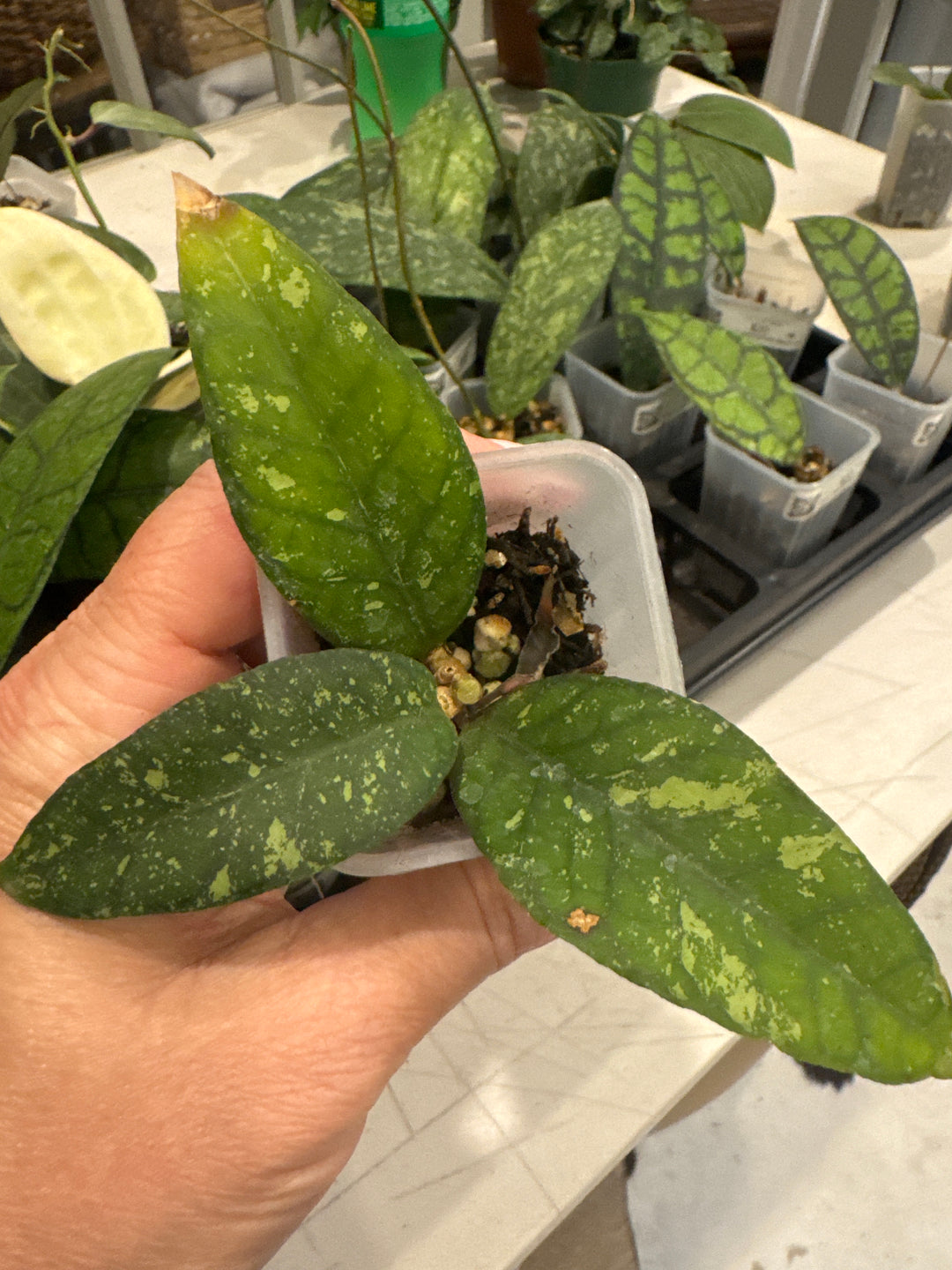 Hoya Aceh SP Dwarf