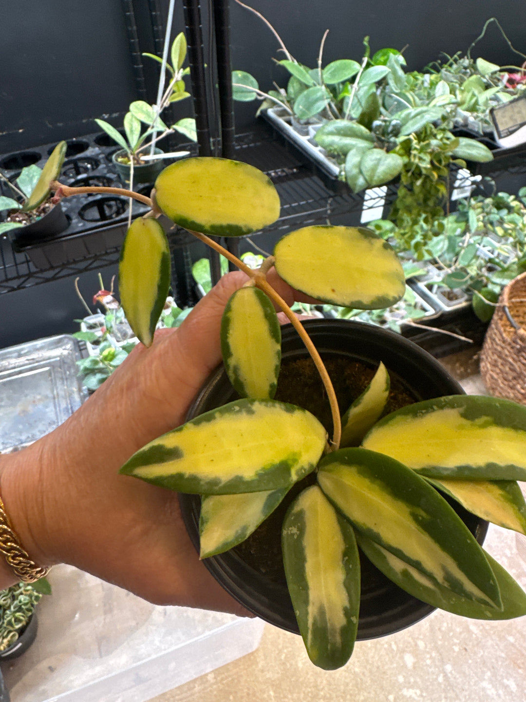 Hoya Verticillata Inner Variegated FKA Acuta