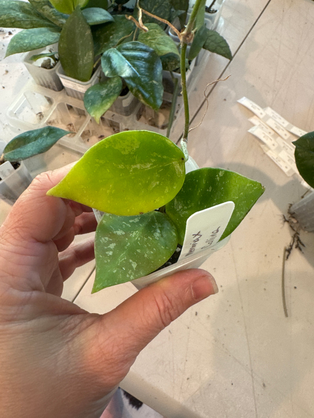Hoya Memoria x Collina