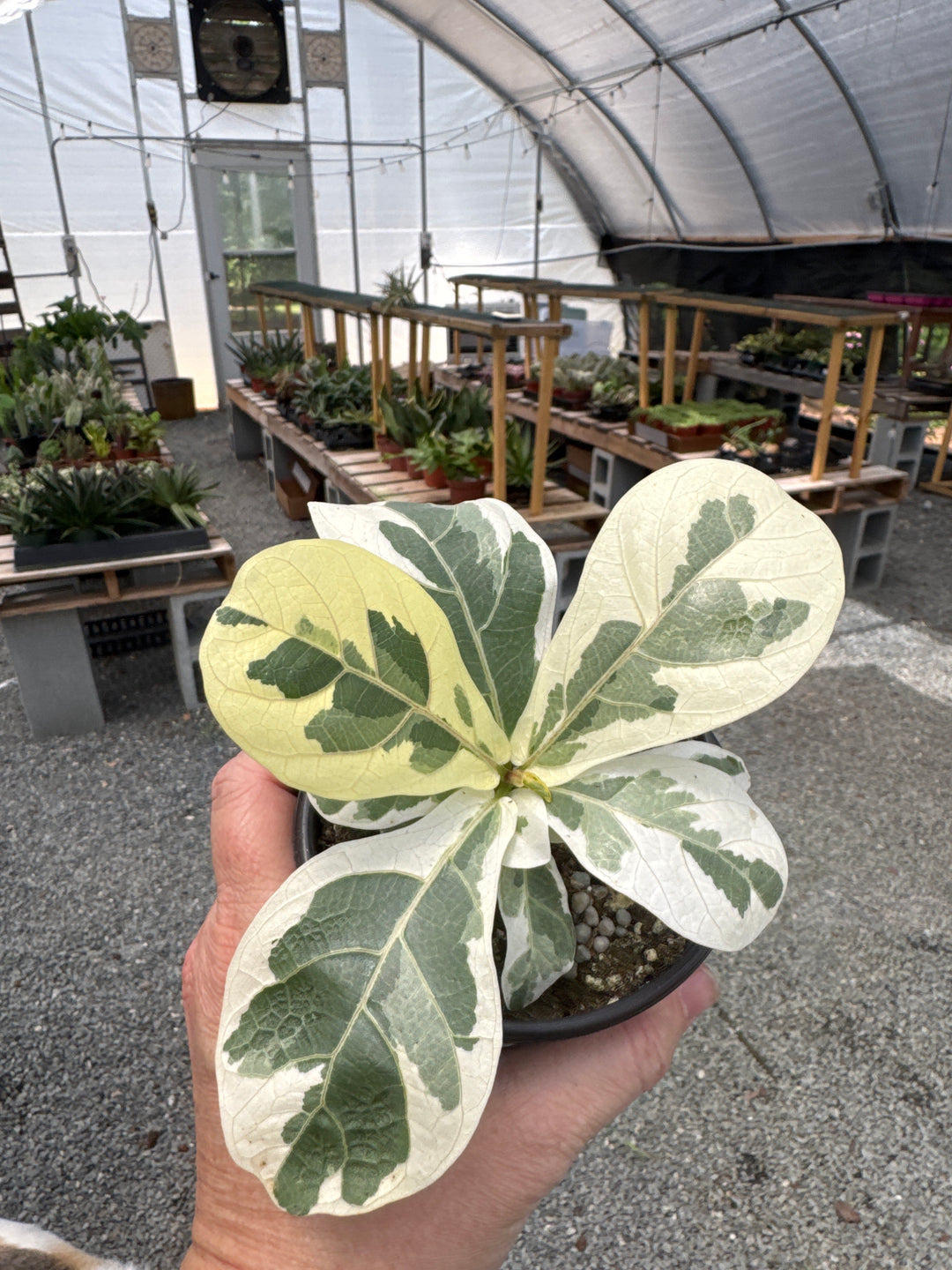 4" Ficus Lyrata Variegated